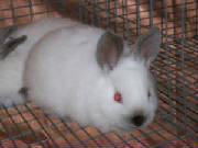 rabbits007.jpg