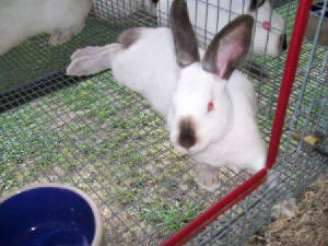 rabbits019.jpg