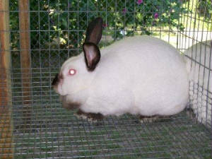 rabbits026.jpg