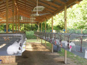 rabbits032.jpg